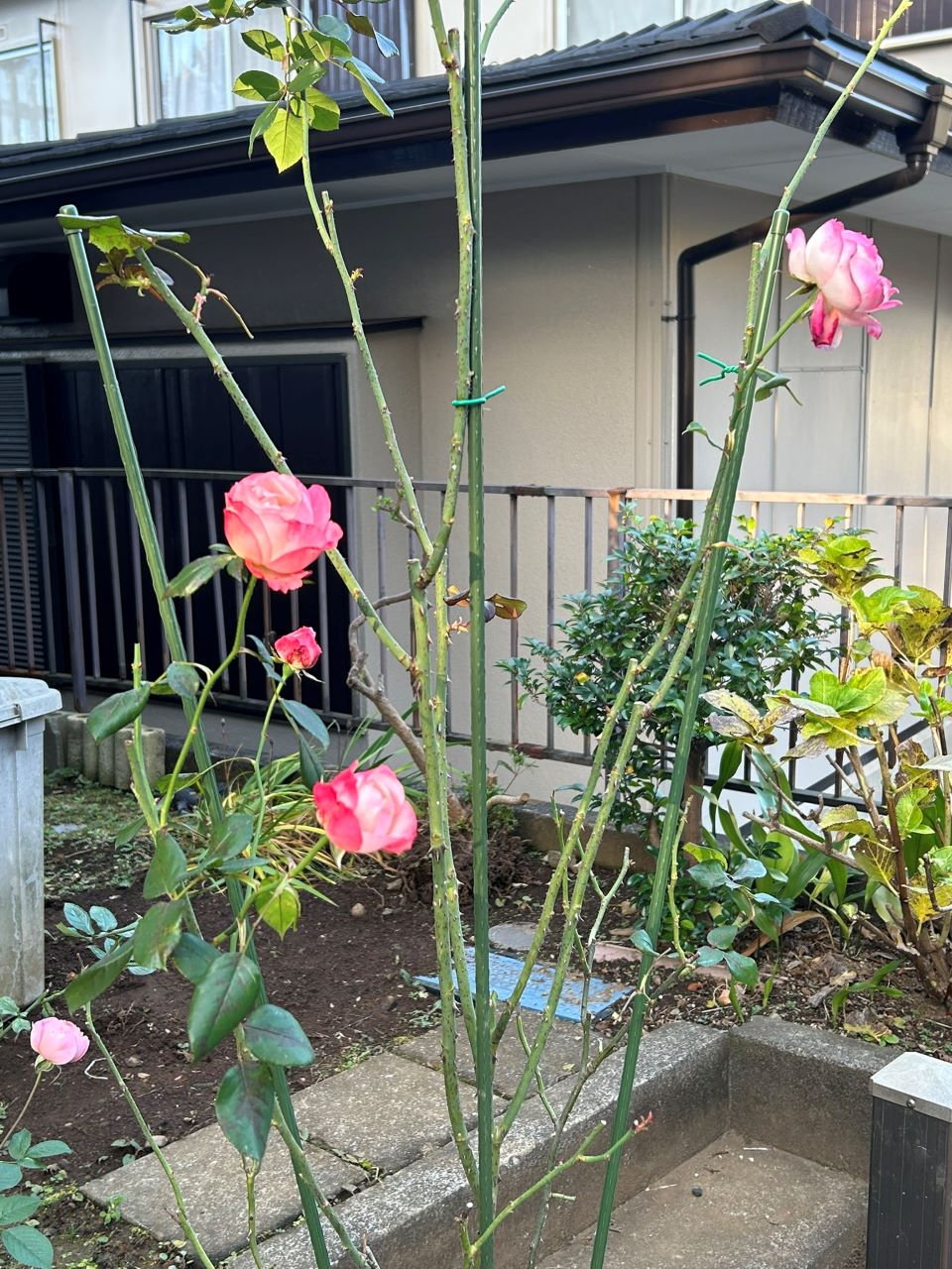 ノスタルジー開花苗の75週後