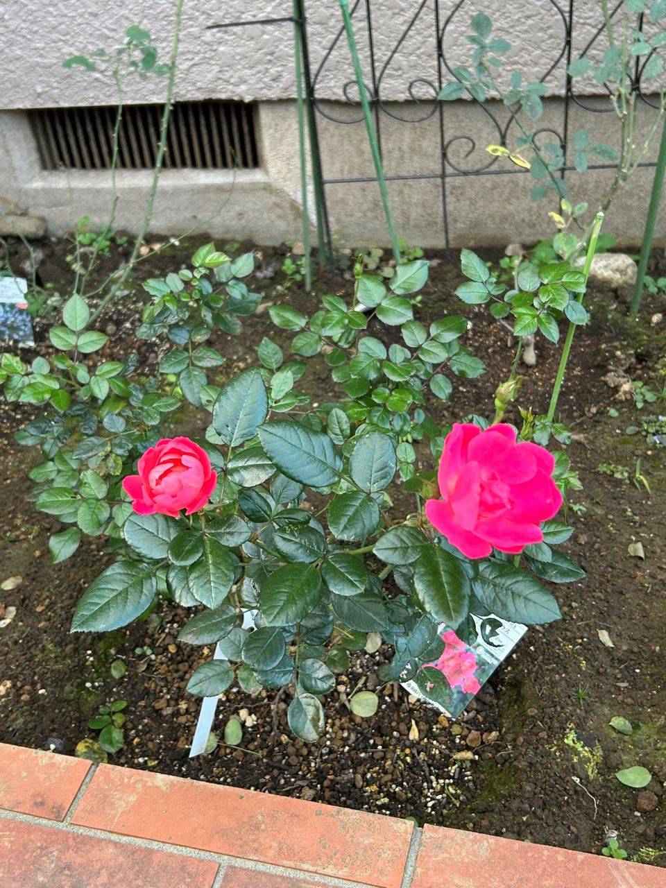 ピンクブリックハウス開花苗の13週後