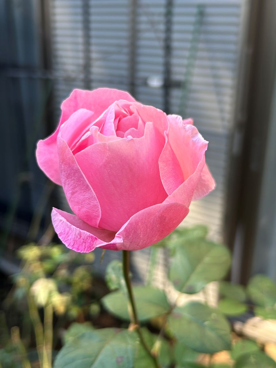 クイーンエリザベス新苗30週後