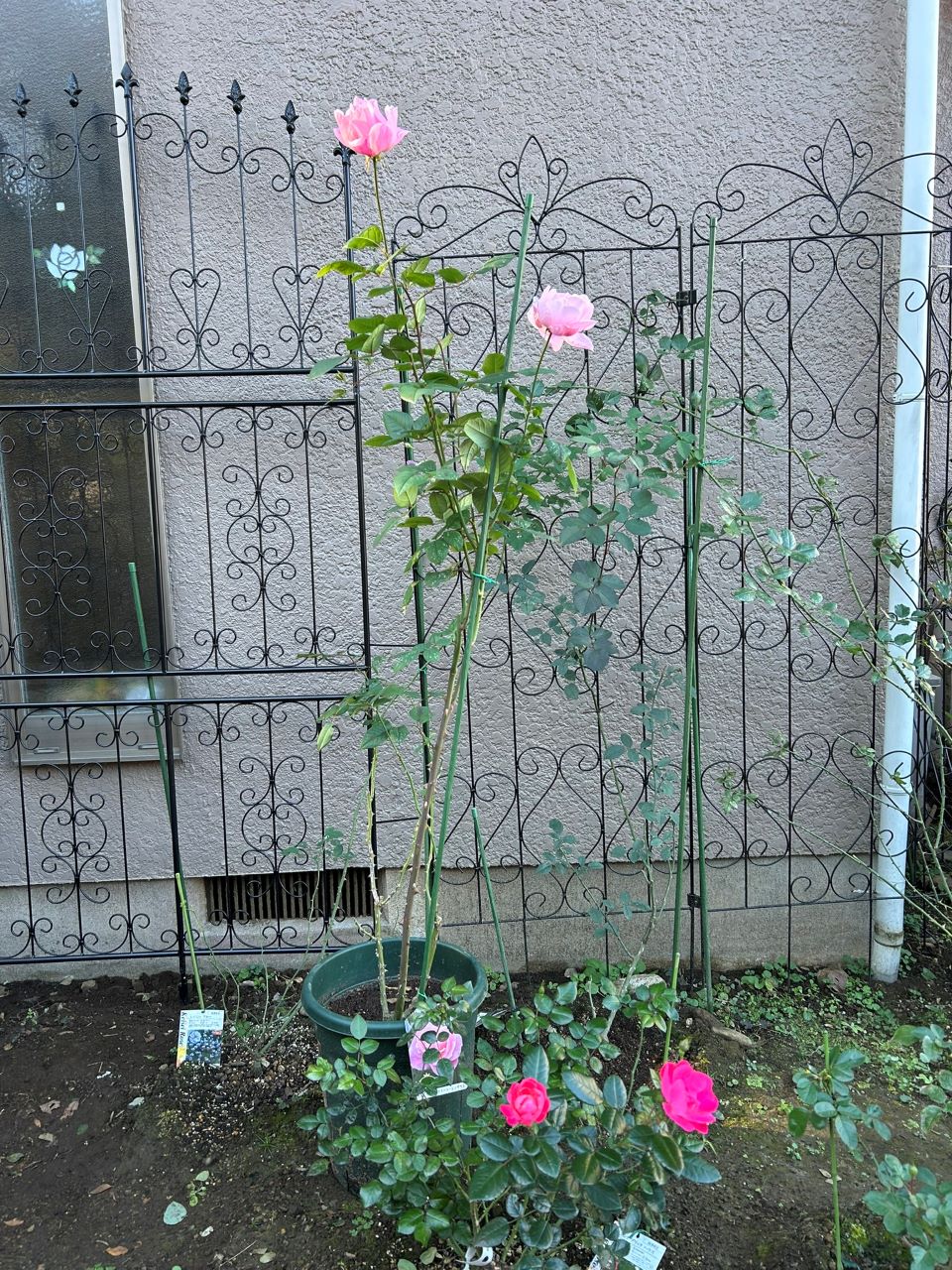 クイーンエリザベス新苗30週後-2