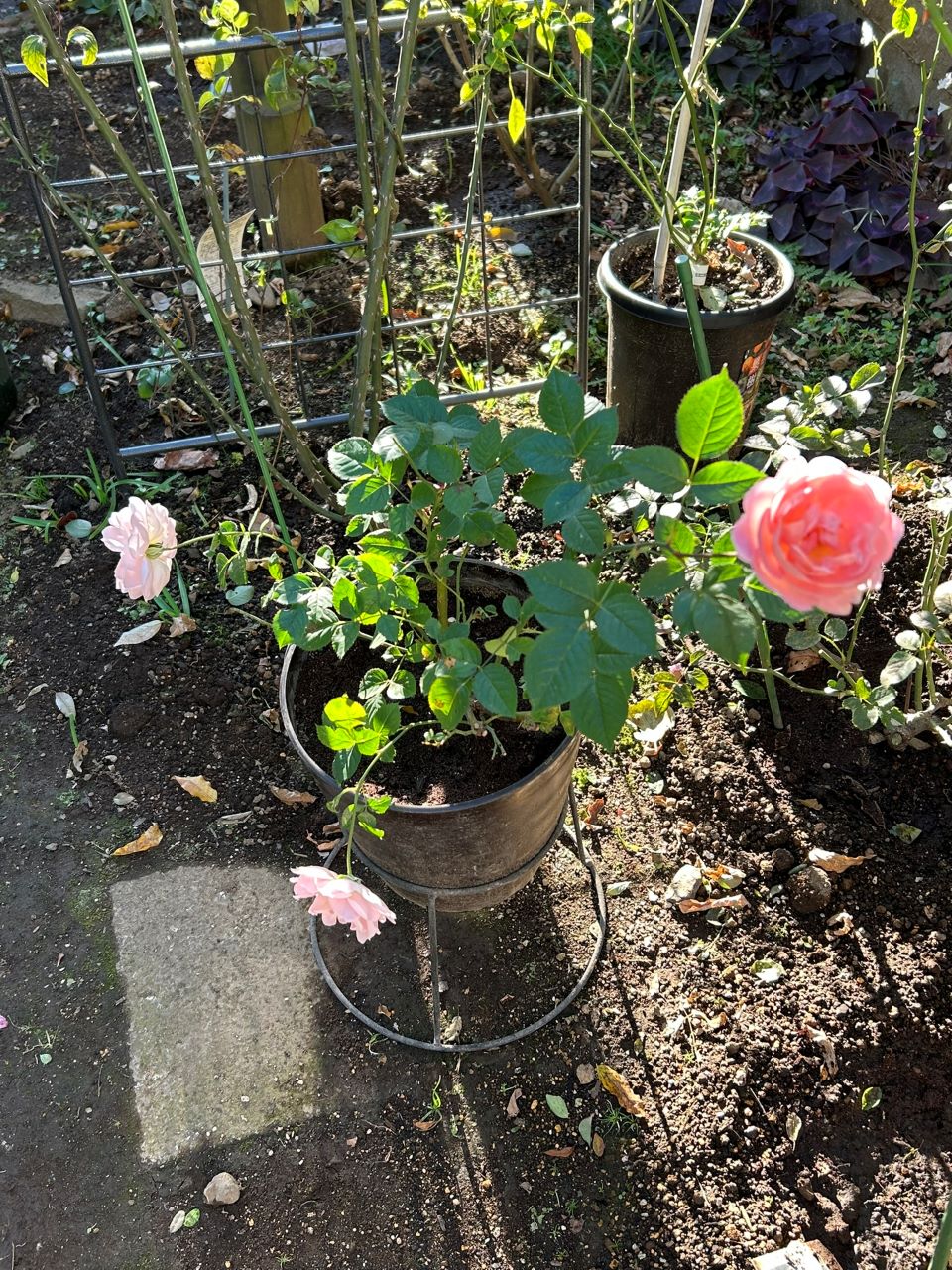 スターリィヘブンズ開花苗11週後