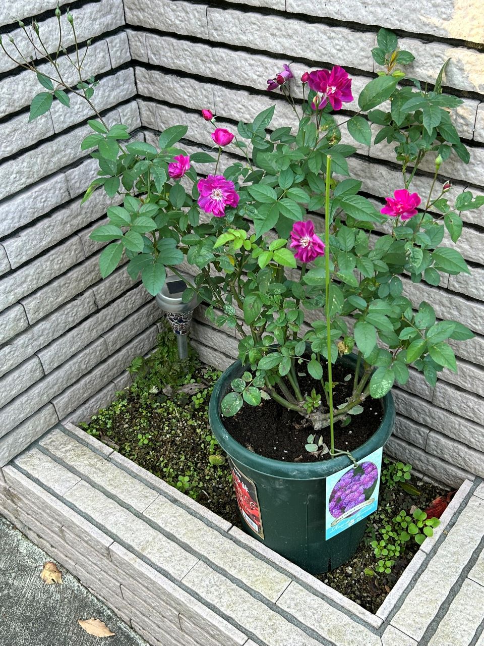 ヴィル・ナタール開花苗の32週後