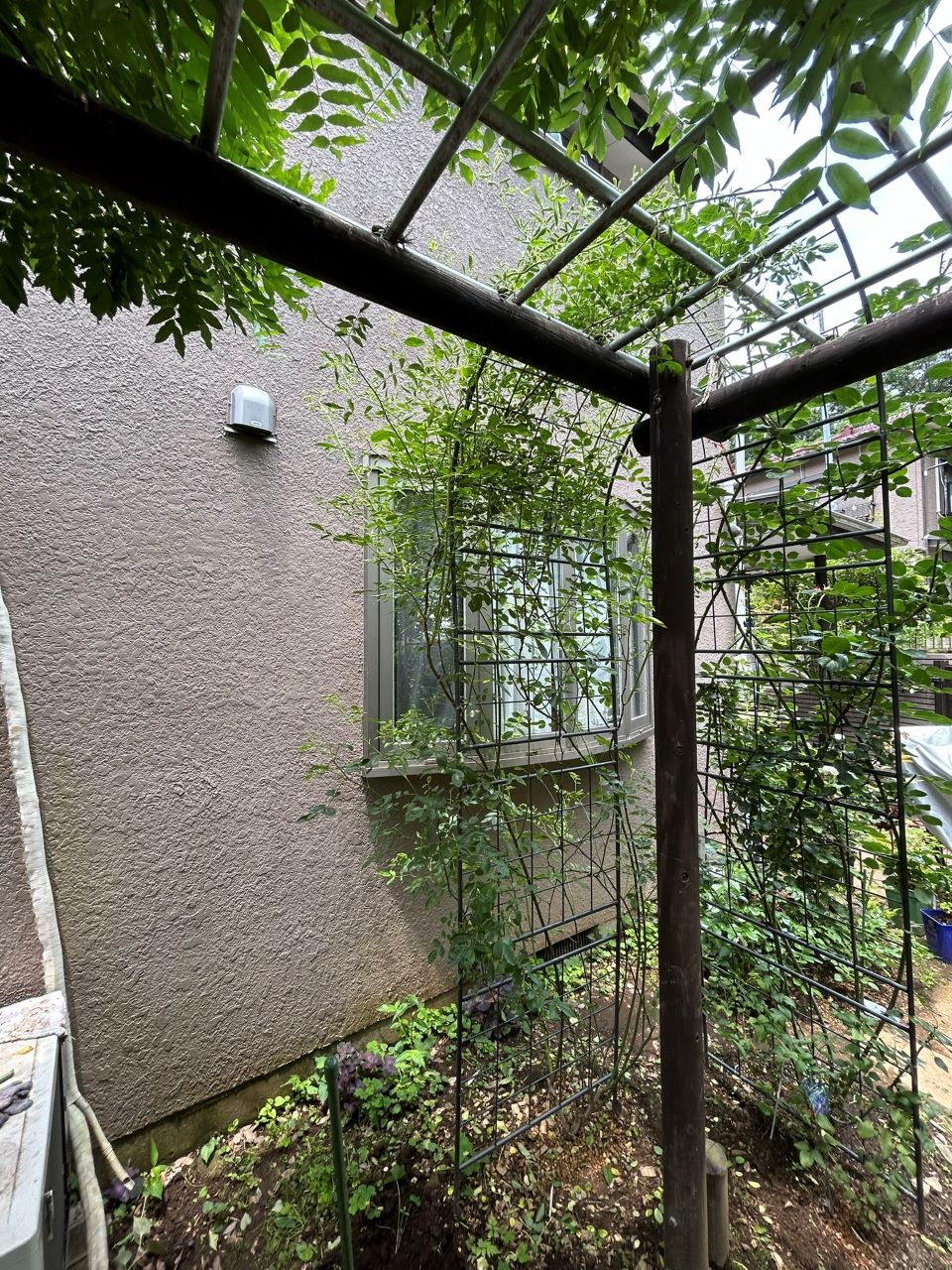 つる サマースノー 開花苗51週後