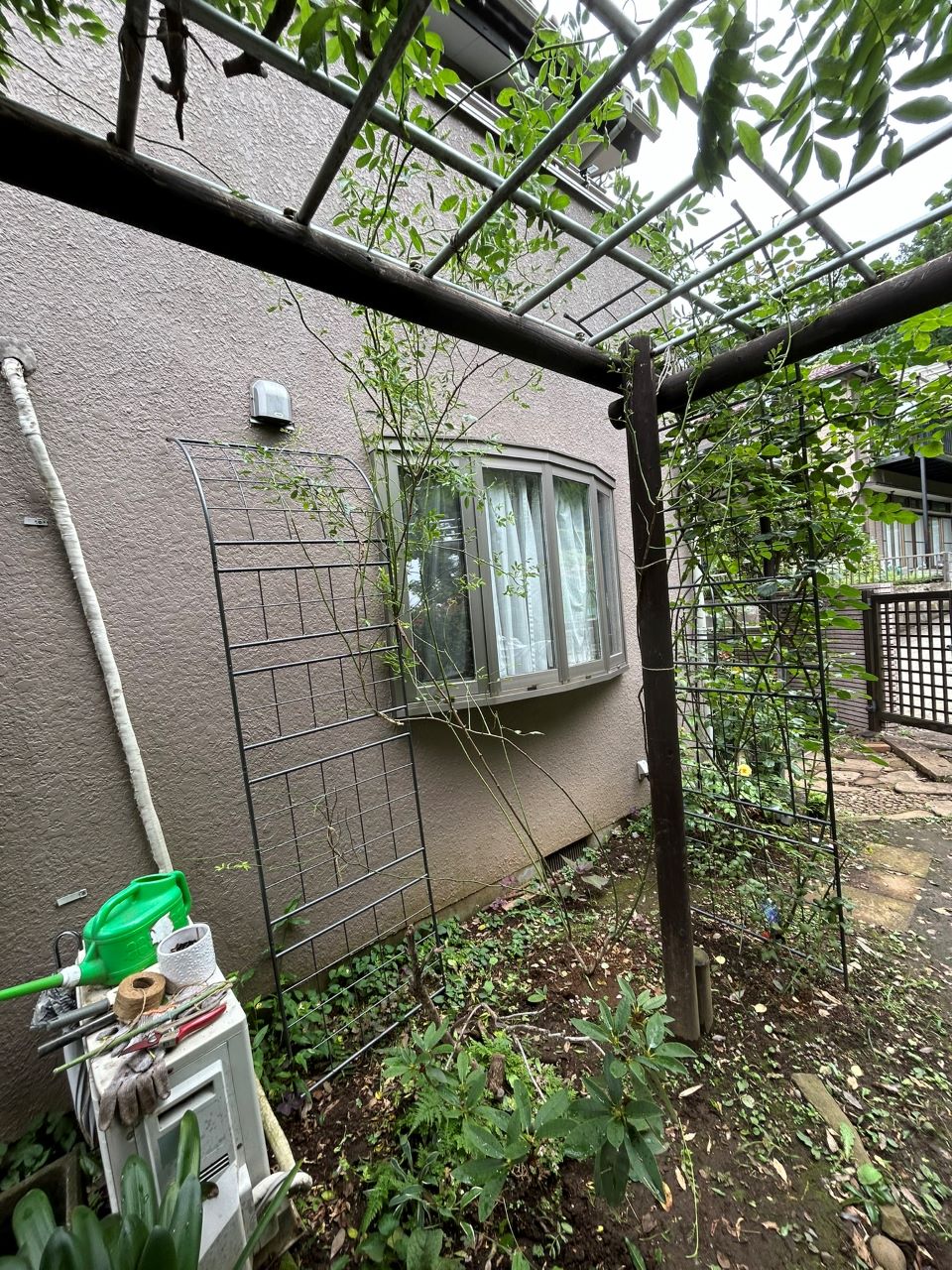 つる サマースノー 開花苗56週後