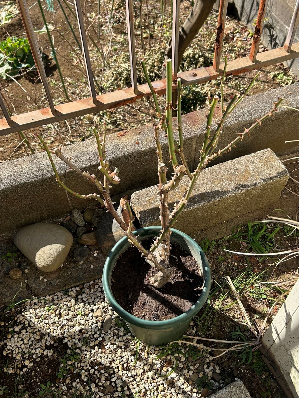 オーナー大苗の7週後