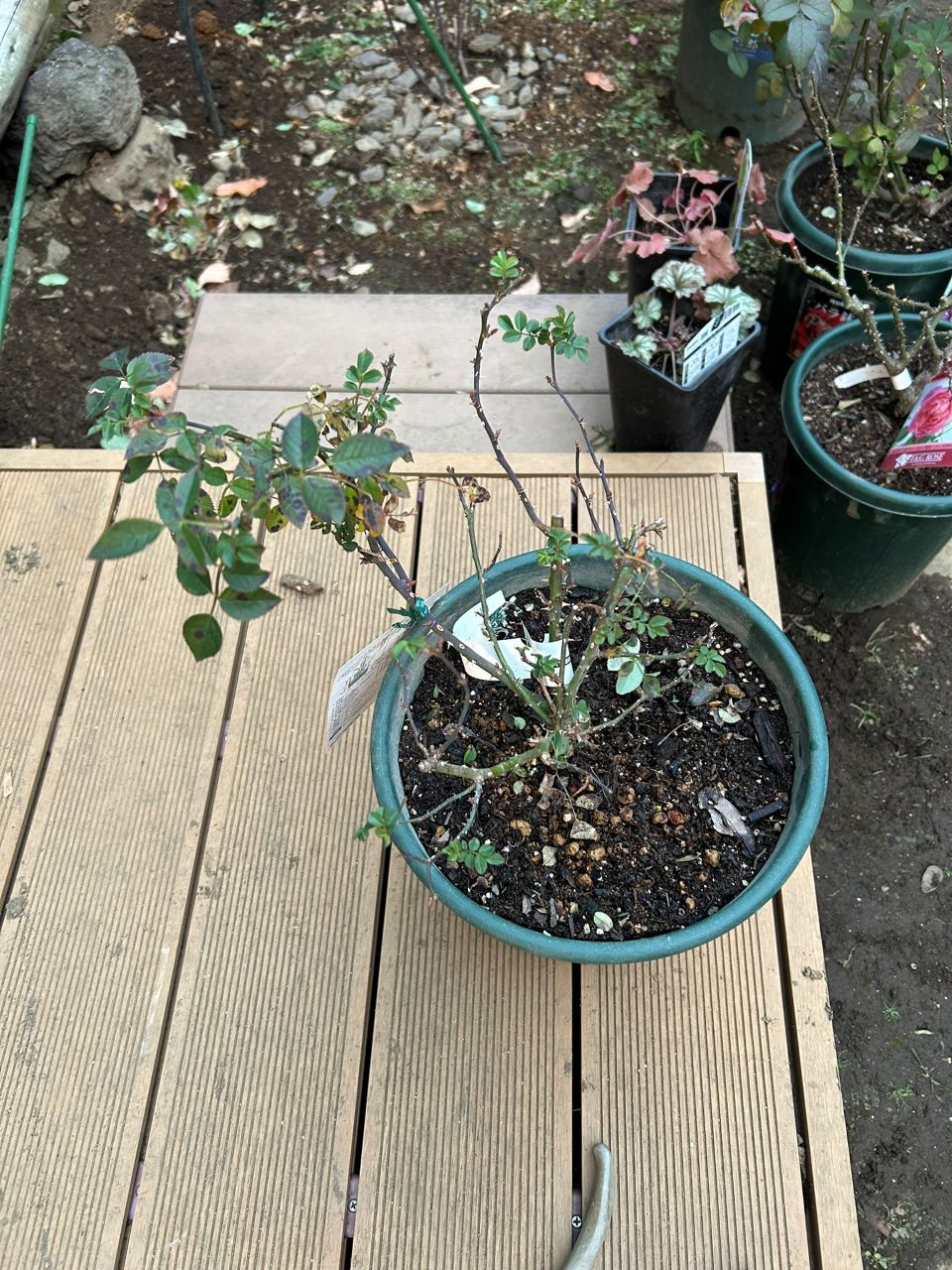 ラヴァルスディアベイル開花苗10週後