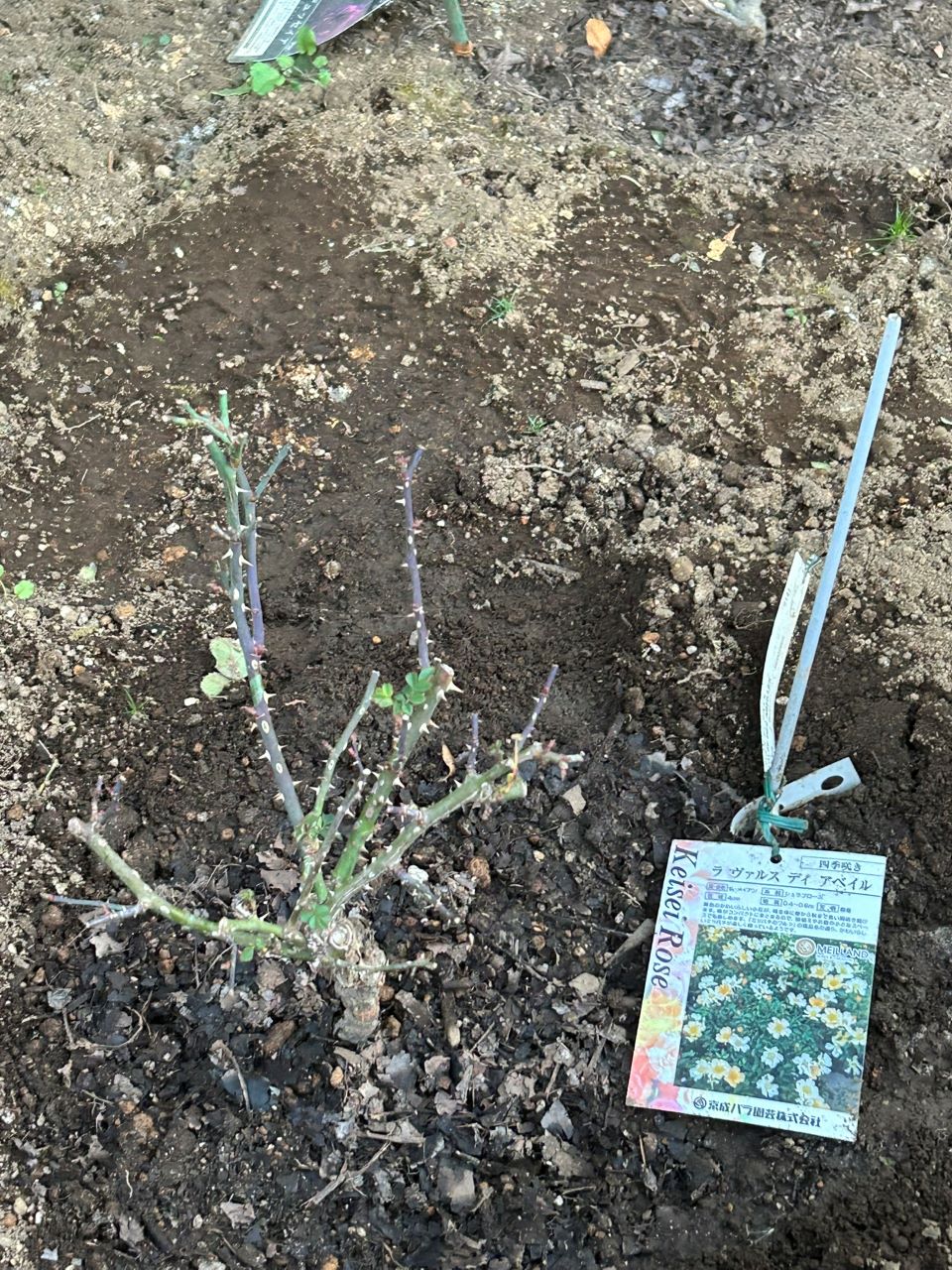 ラヴァルスディアベイル開花苗11週後