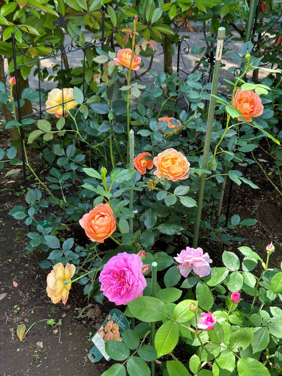 レディ・オブ・シャーロット開花苗25週後