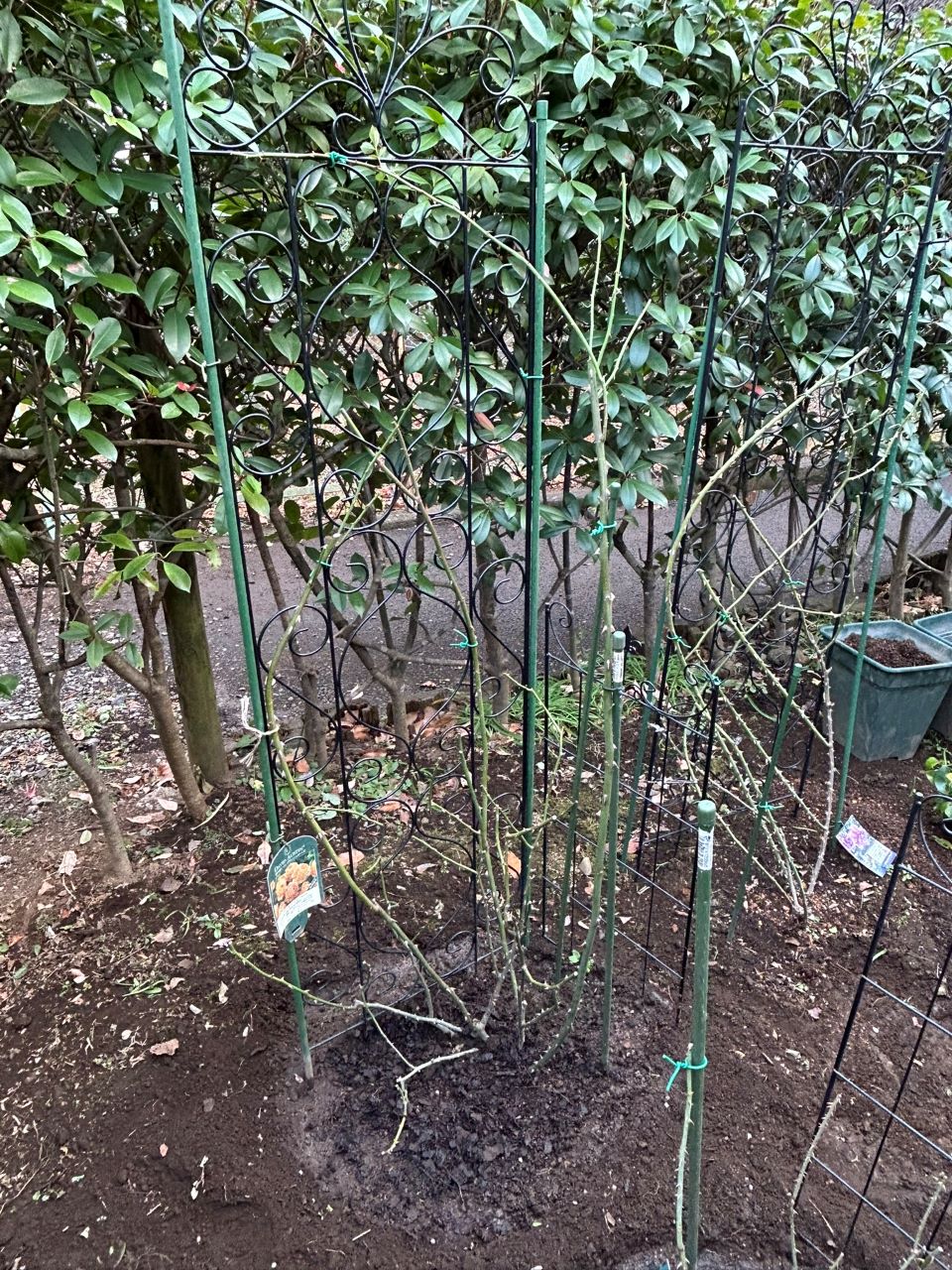 レディ・オブ・シャーロット開花苗58週後