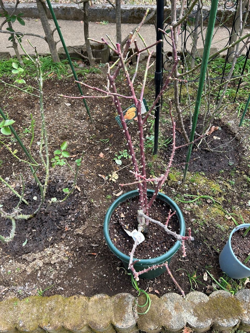 ラグーン大苗の7週後