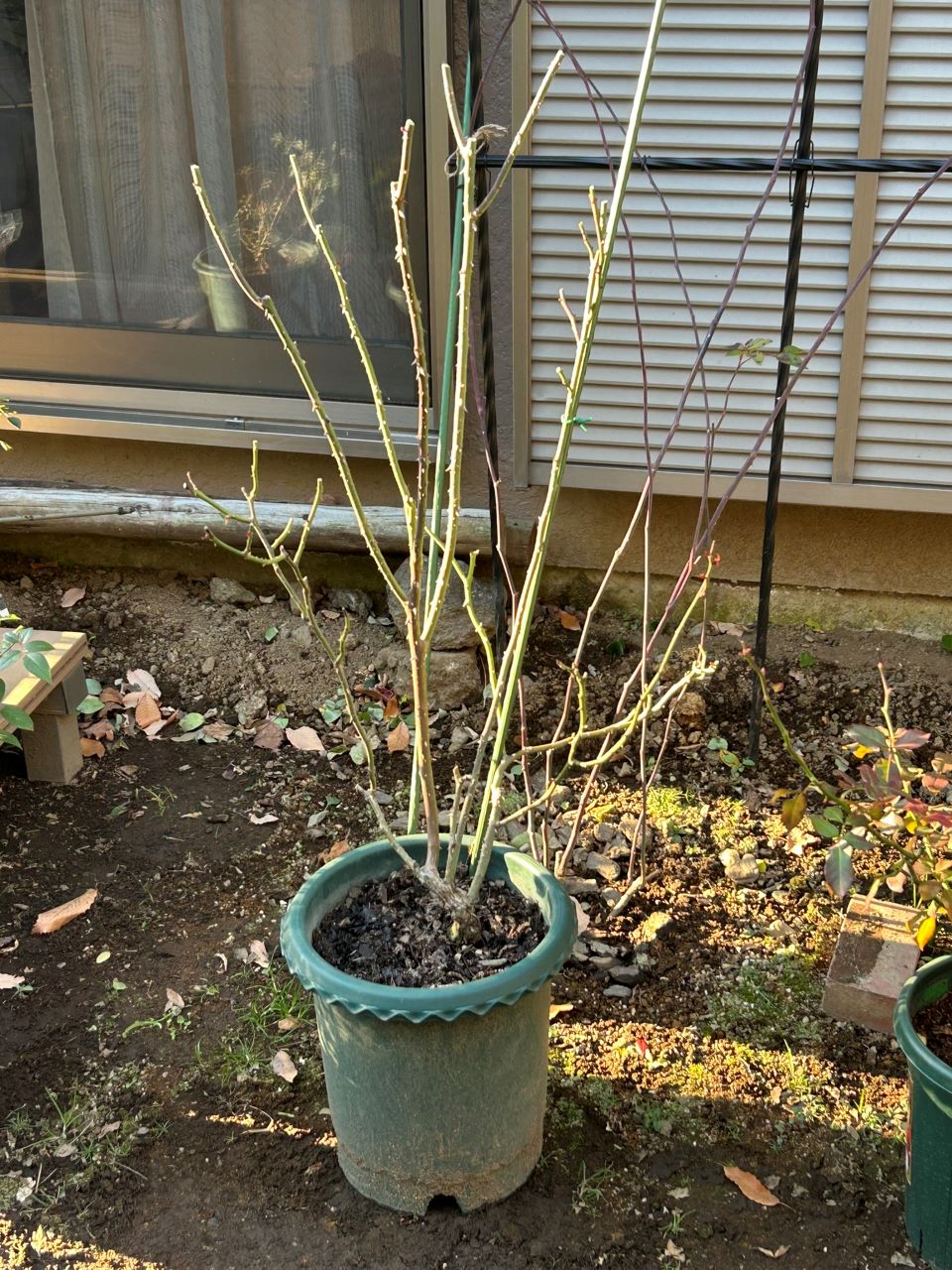 ノスタルジー開花苗の81週後