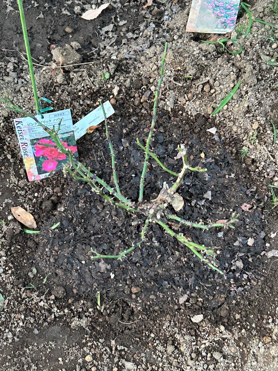 ピンクブリックハウス開花苗の20週後