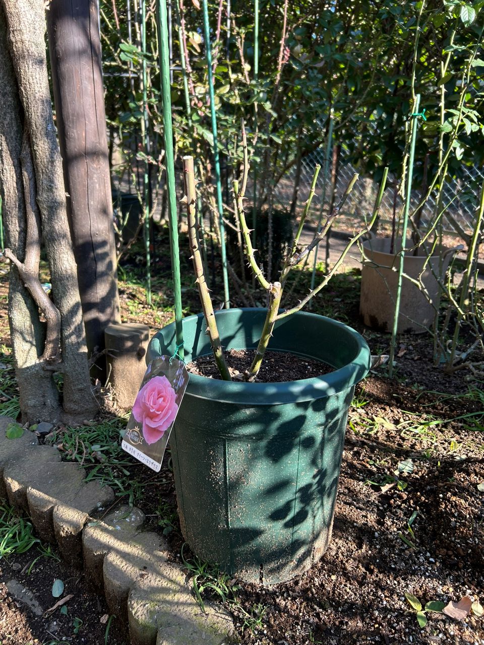 クイーンエリザベス新苗34週後