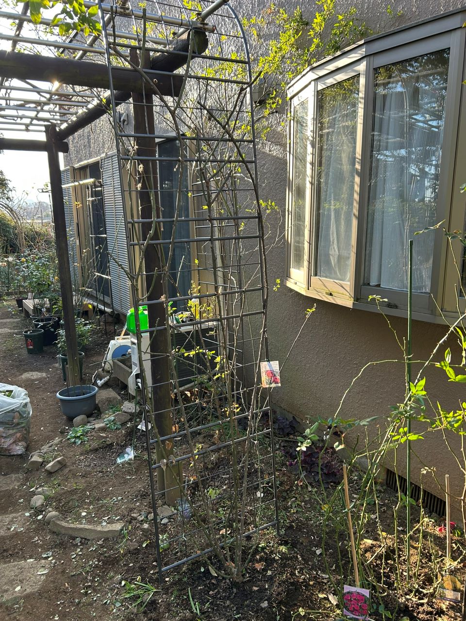 ルージュ・ピエール・ドゥ・ロンサール90週後-2