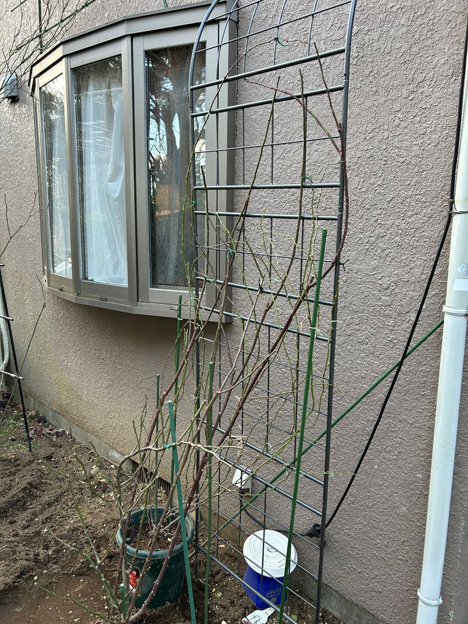 アルベリックバルビエ長尺苗の鉢増しと誘引