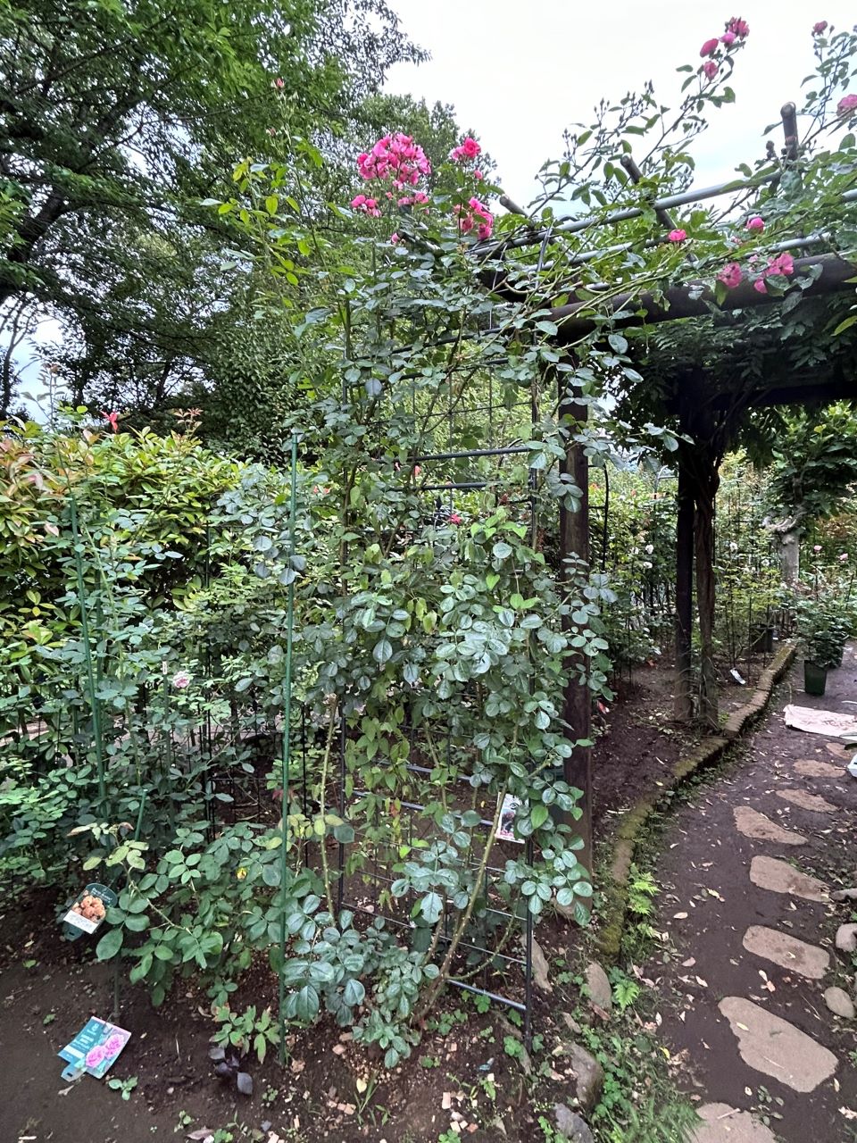 アンジェラ長尺苗の57週後