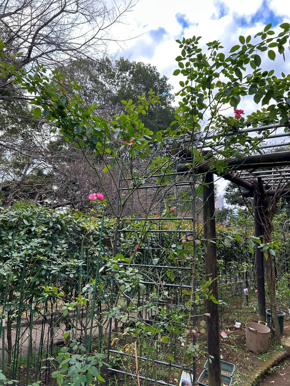 アンジェラ長尺苗の88週後