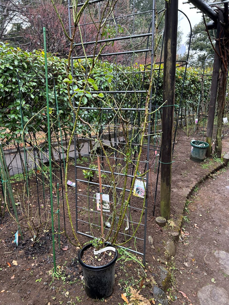 アンジェラ長尺苗の90週後