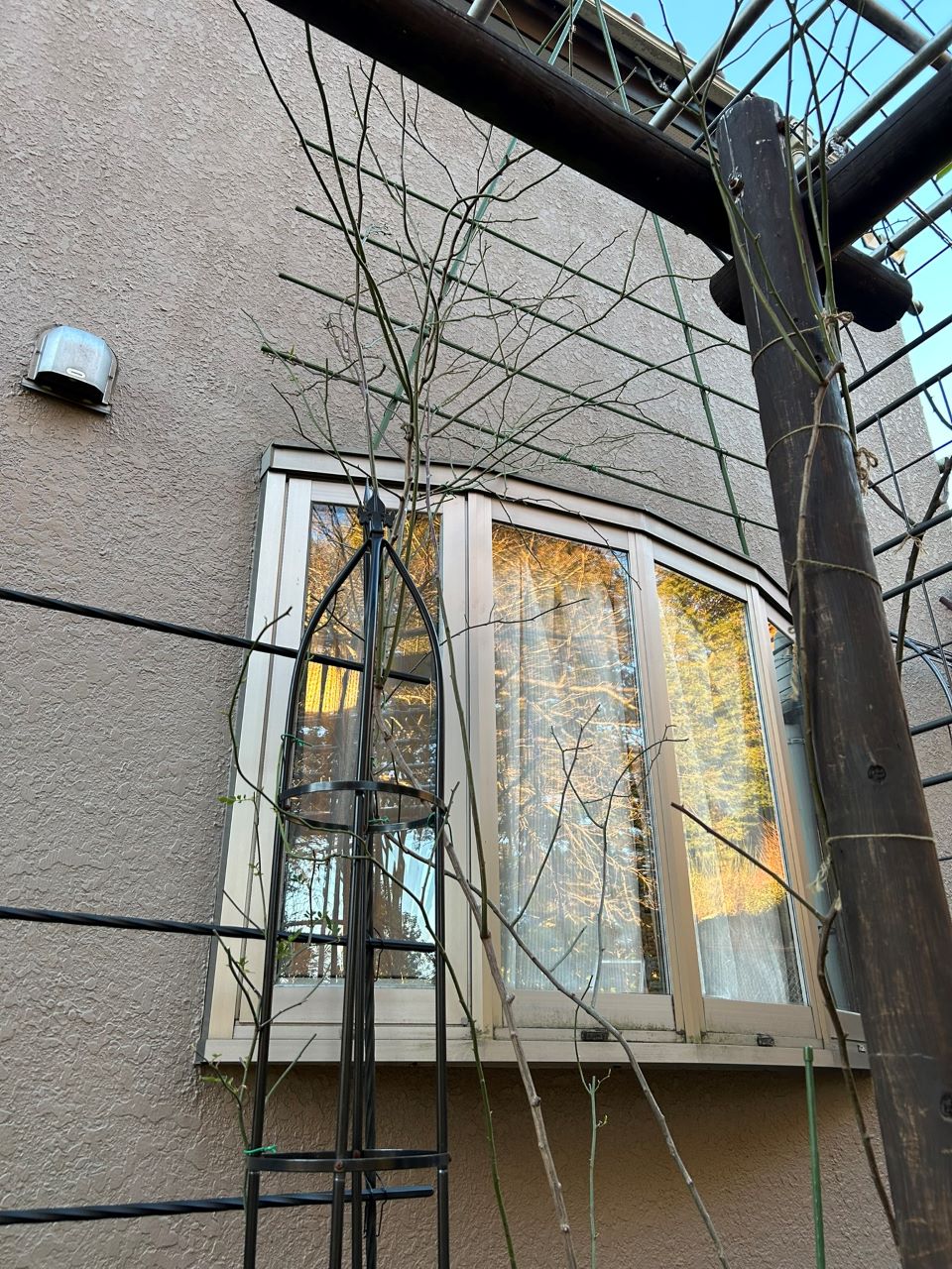 つる サマースノー 開花苗58週後