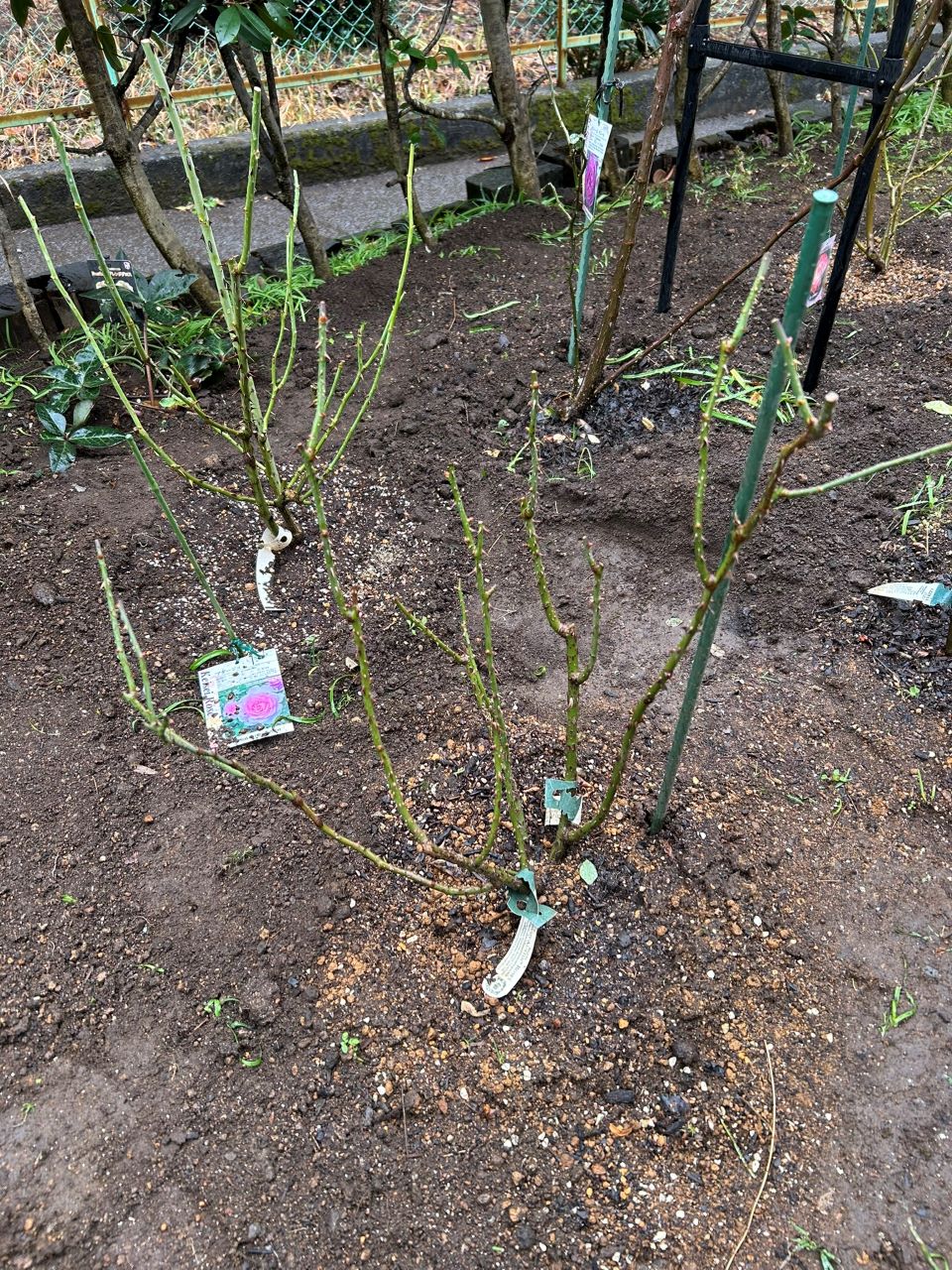 エマ・ブリッジウォーター開花苗の39週後