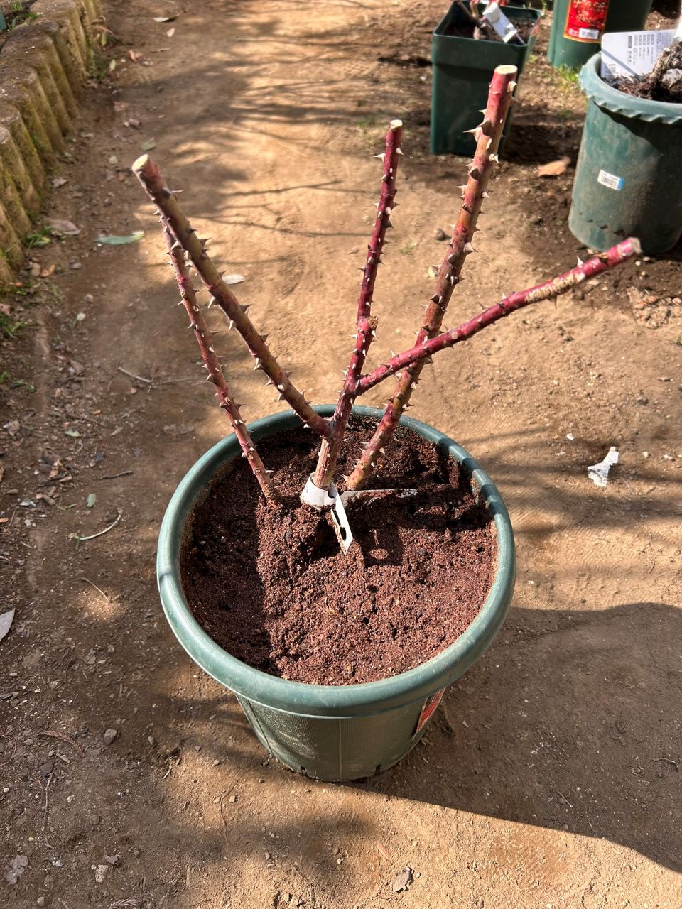 フラウカールドルシュキ大苗の鉢増し