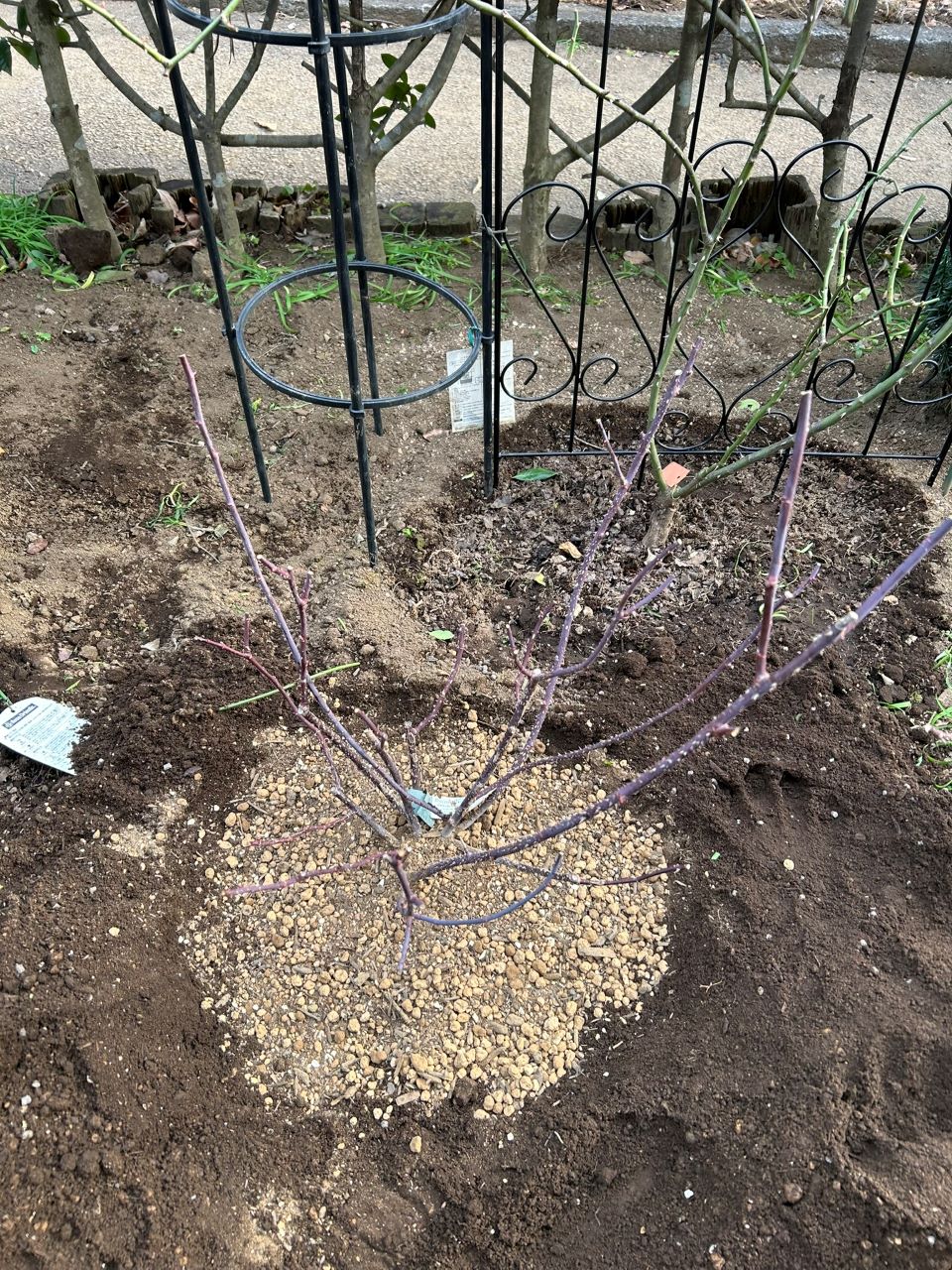 ガブリエル・オーク大苗59週後