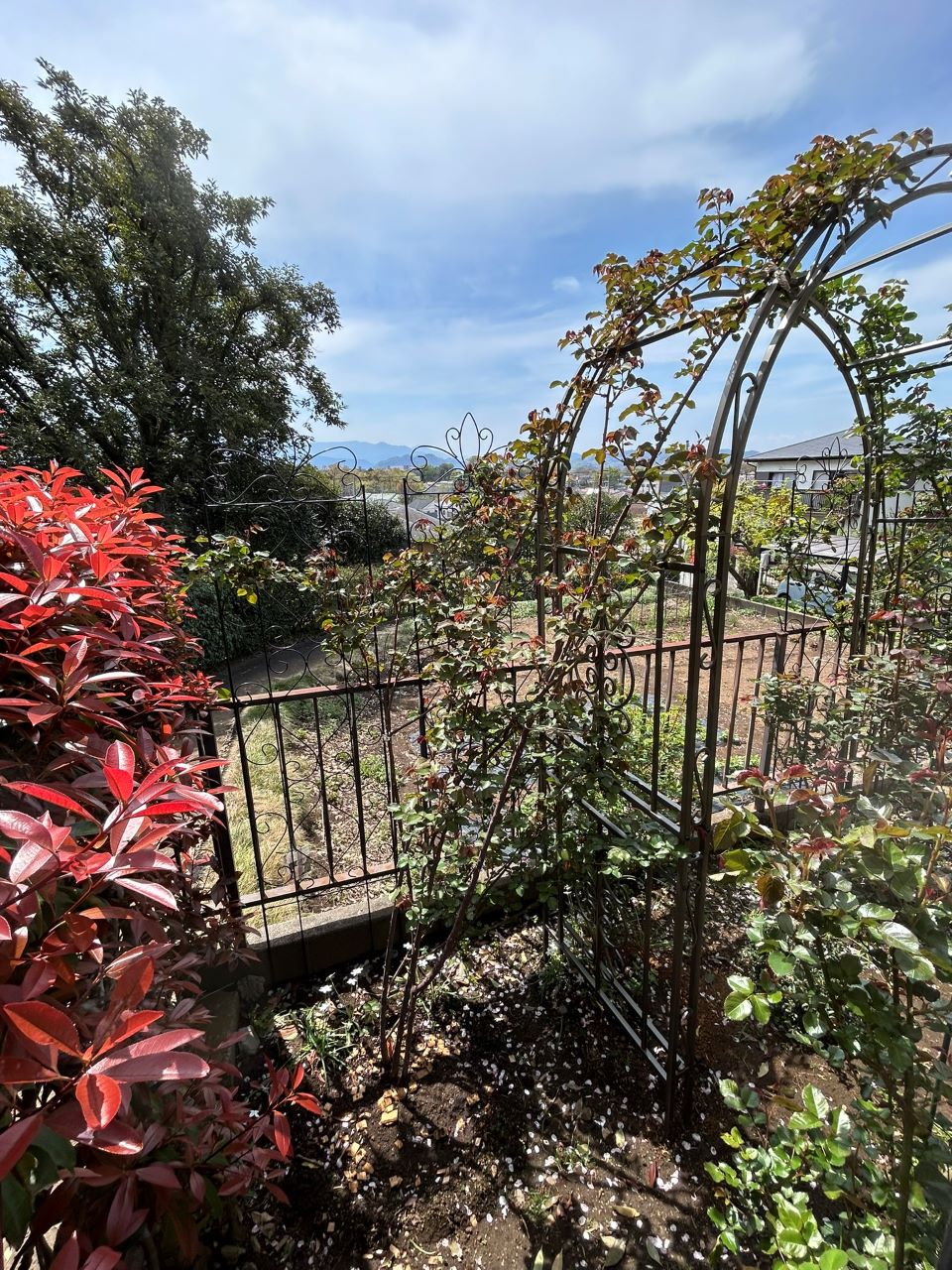 クンツァイト長尺苗地植え50週後