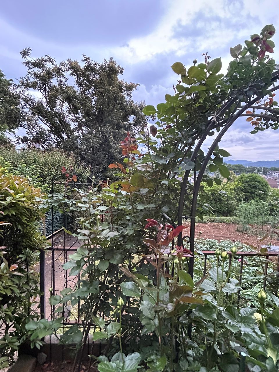 クンツァイト長尺苗地植え54週後