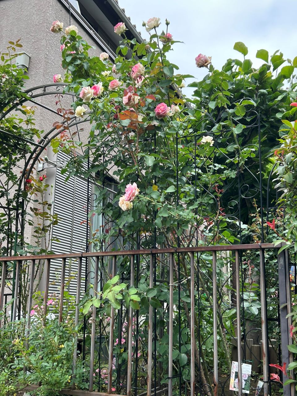 クンツァイト長尺苗地植え58週後-2