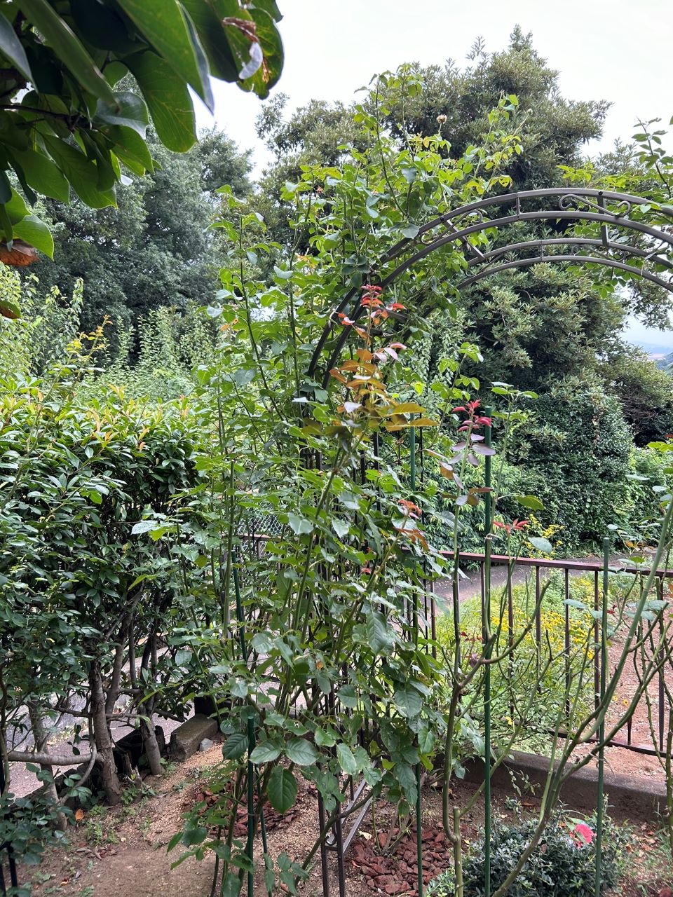 クンツァイト長尺苗地植え65週後