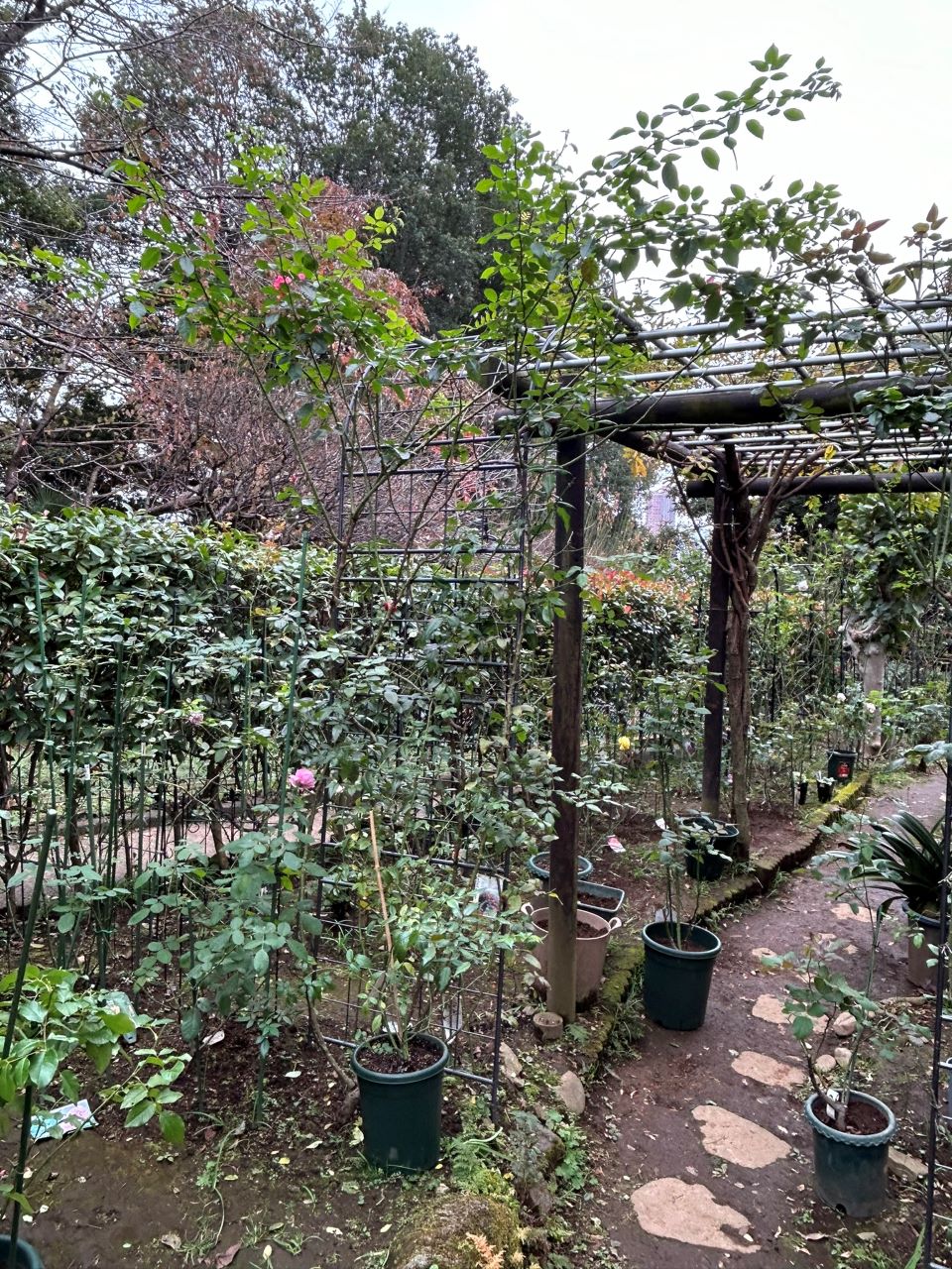 真白の長尺苗の6週後