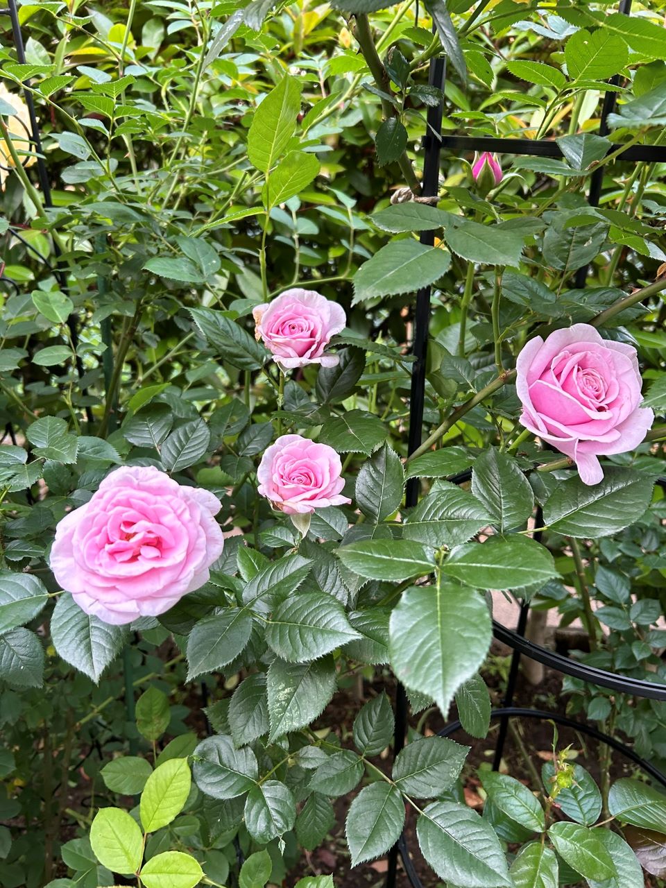 パフュームドレス新苗の48週後