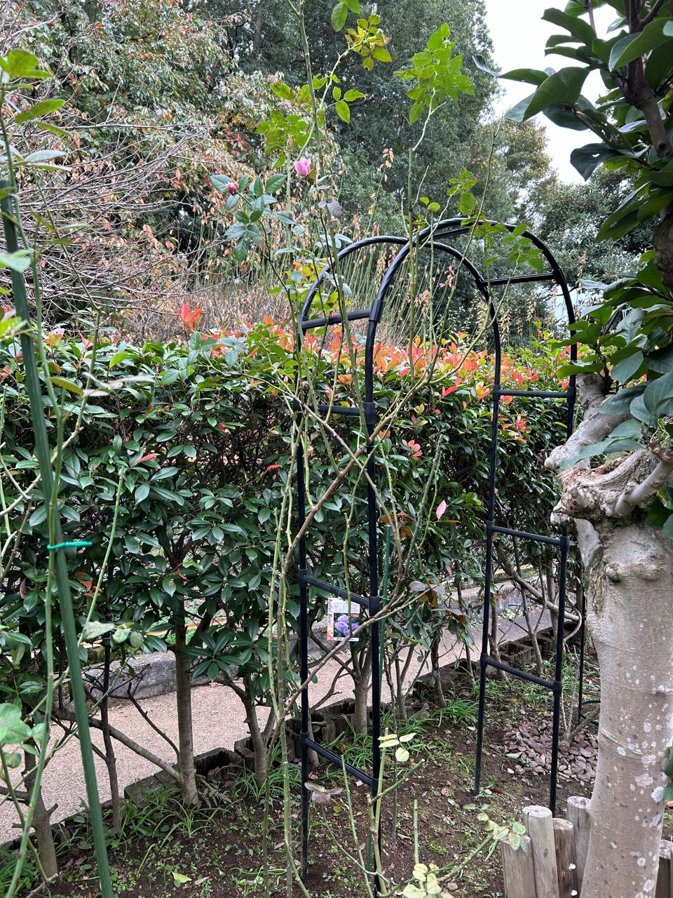 パフュームドレス新苗の72週後