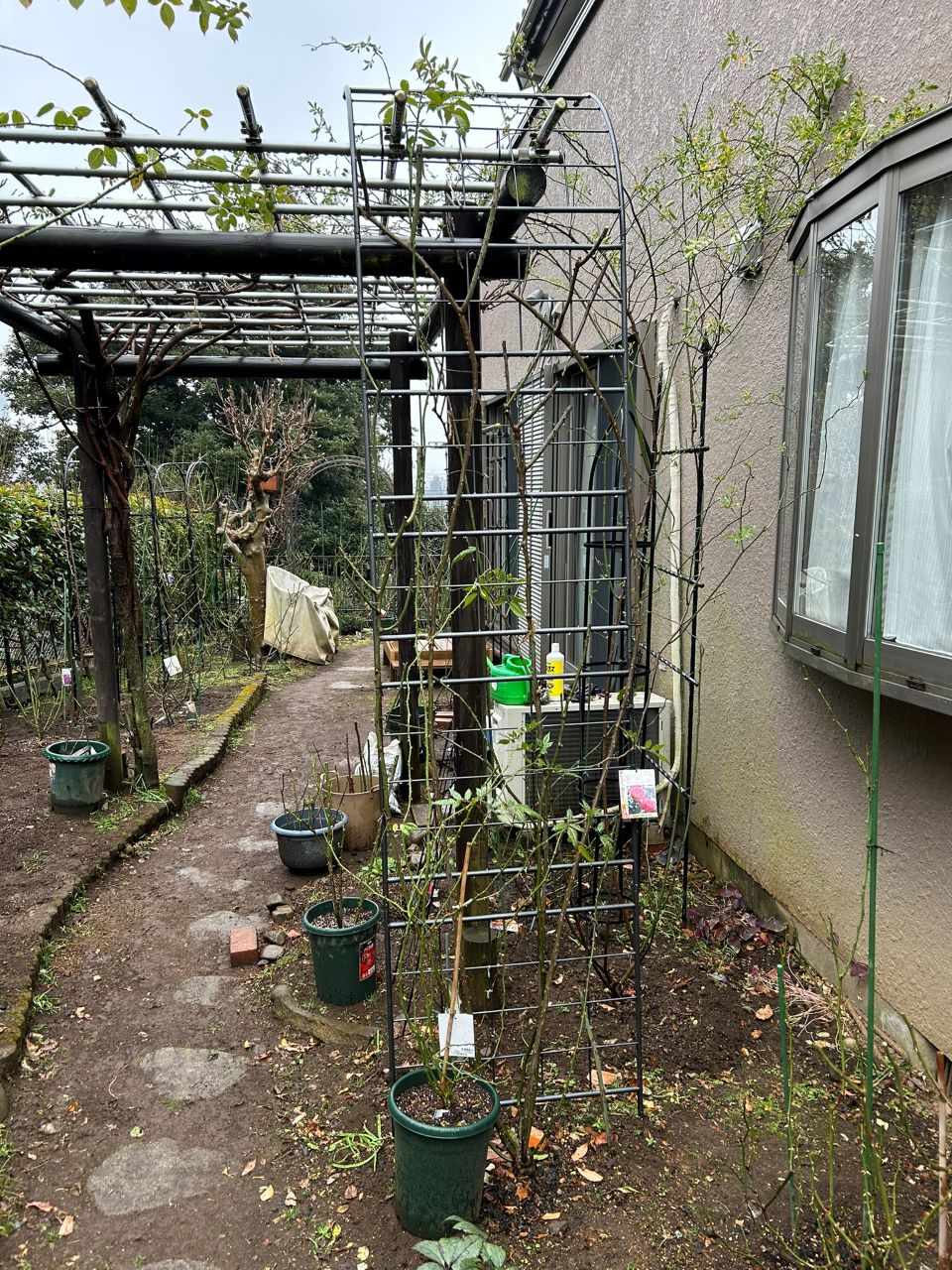 プティルージュ長尺苗の14週後