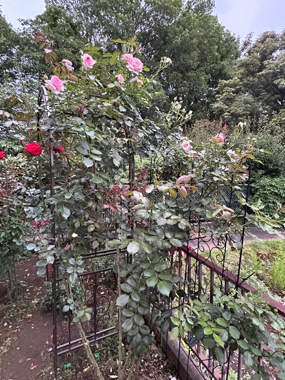 ピエール・ドゥ・ロンサール開花苗56週後