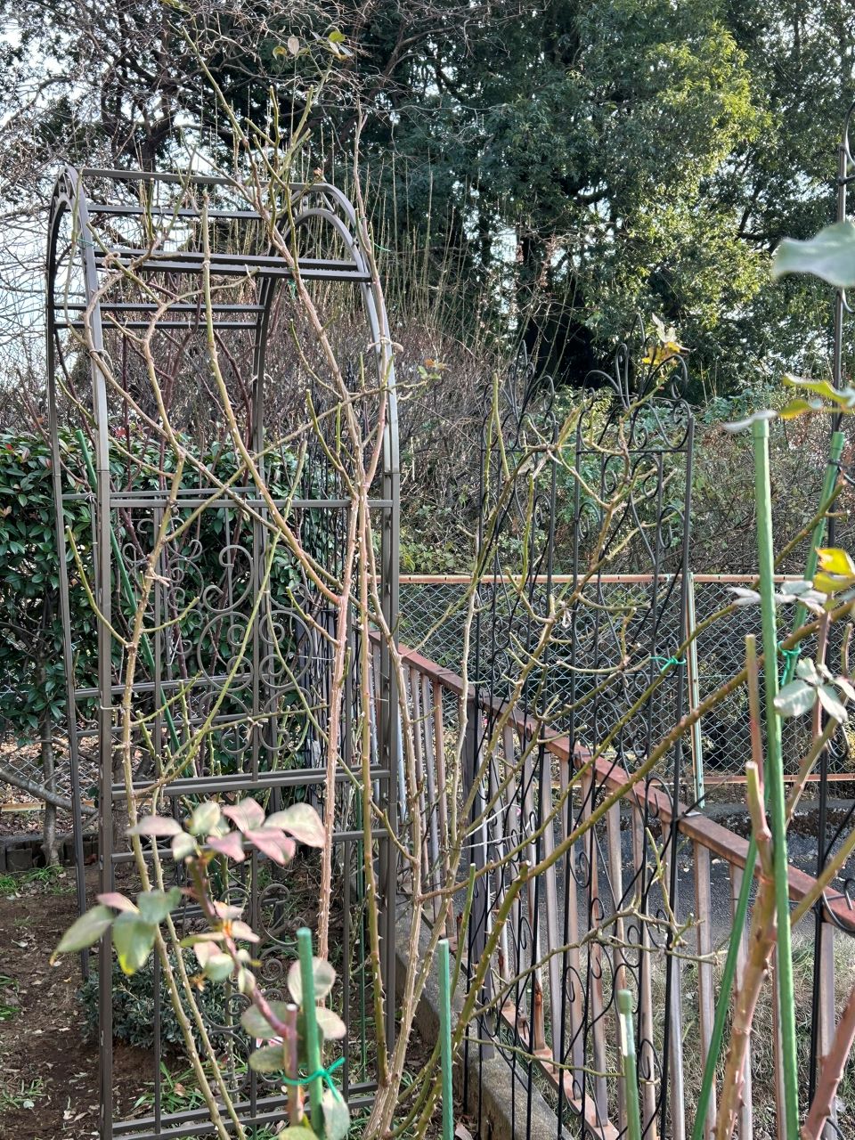 ピエール・ドゥ・ロンサール開花苗82週後