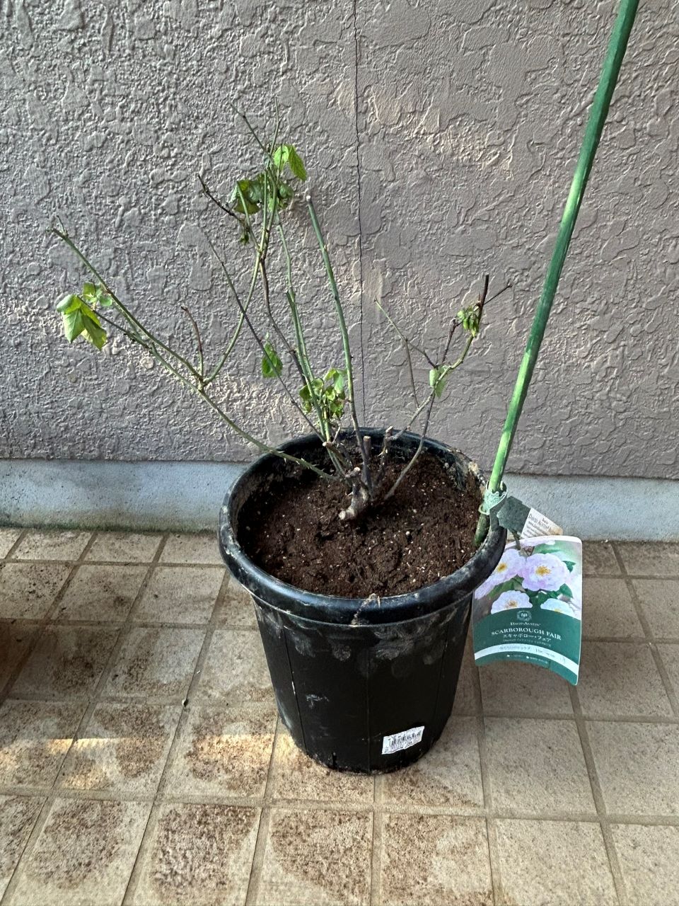 スキャボローフェア大苗の24週後