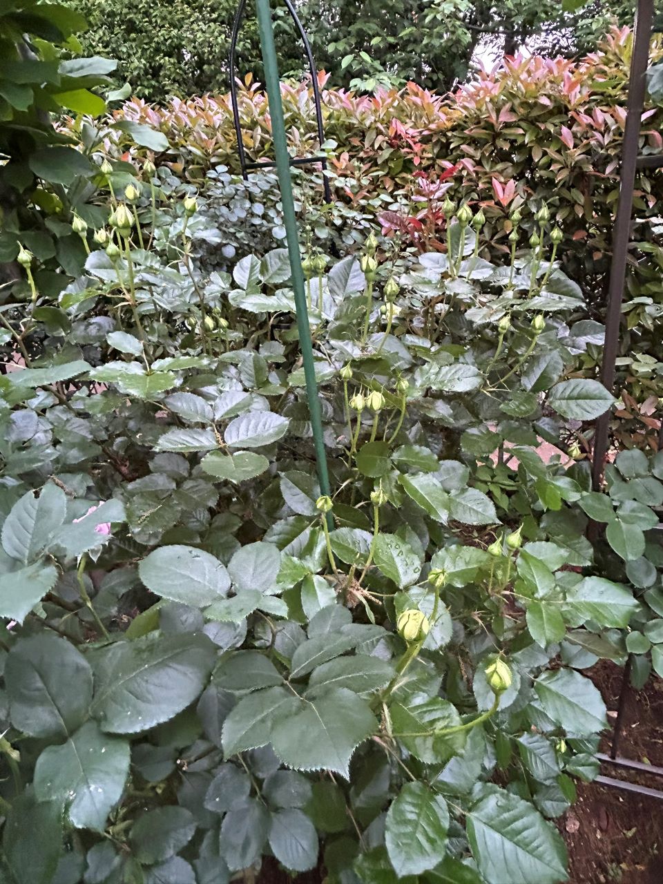 シシリエンヌ 開花苗の50週後