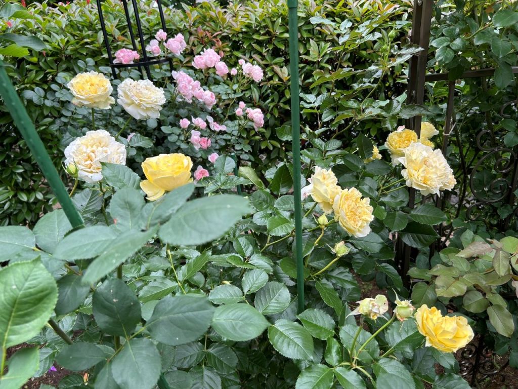 シシリエンヌ 開花苗の53週後