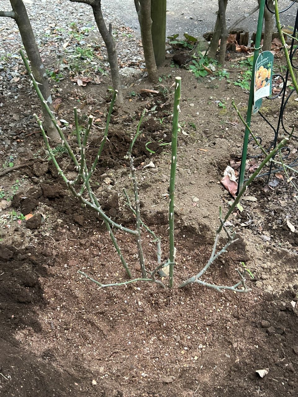 サイラスマーナー15L苗の72週後