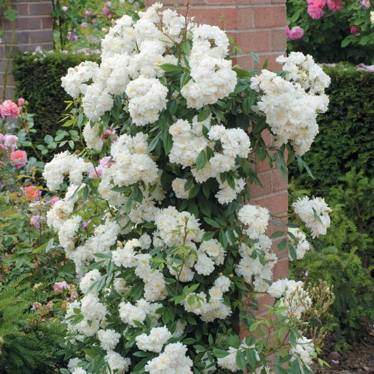 スノーグースランブラー