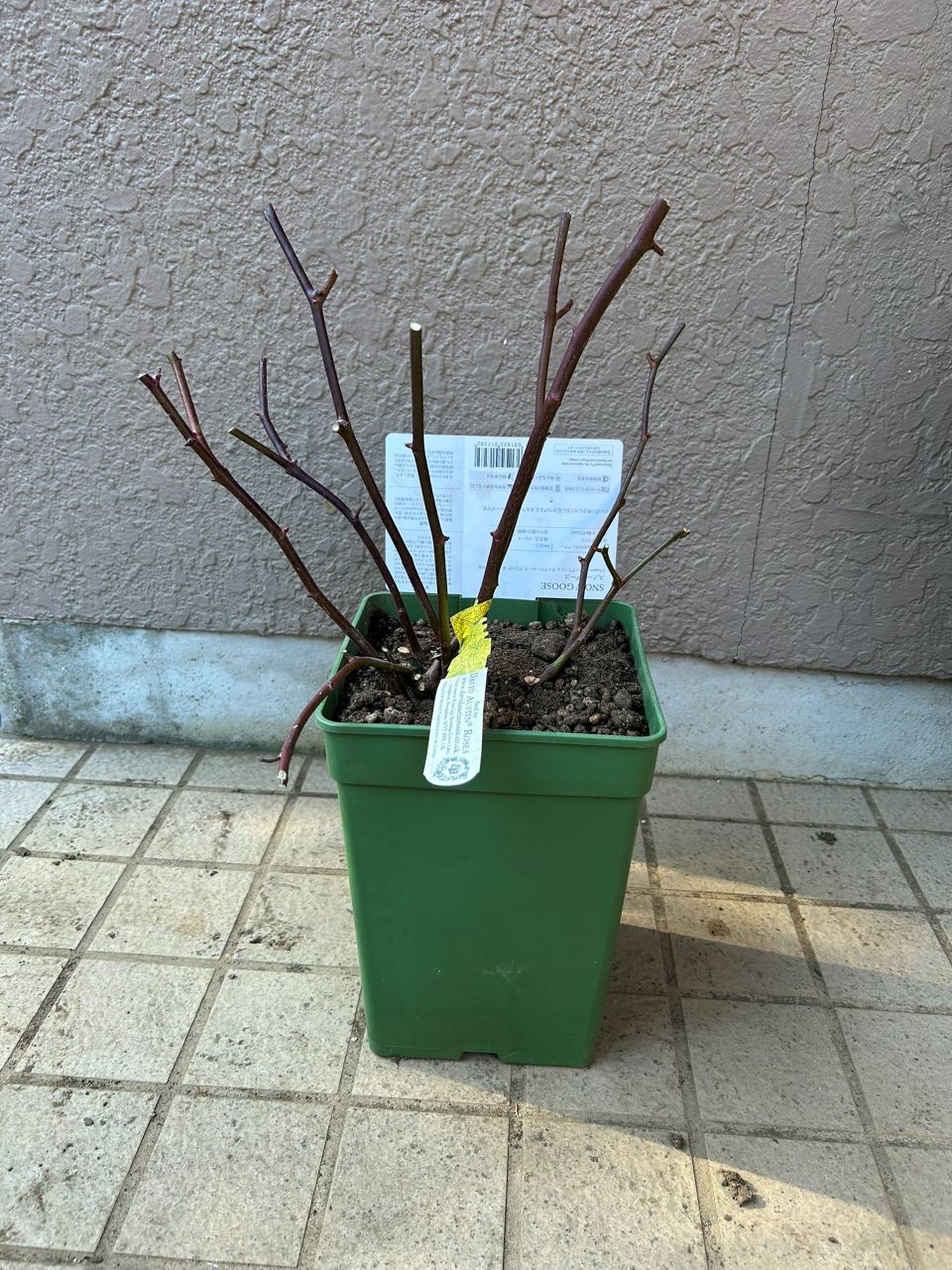 スノーグースランブラー冬大苗の購入