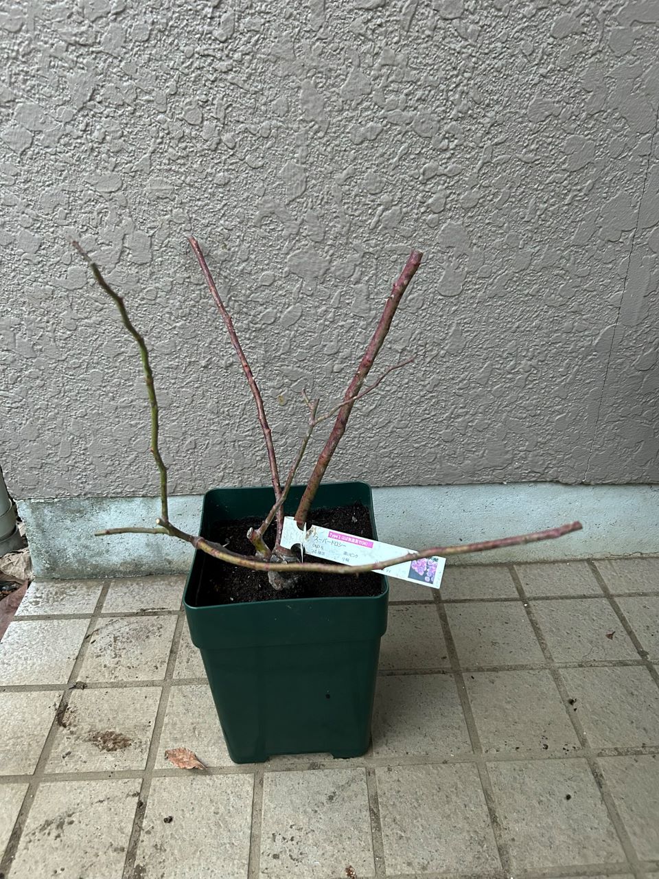 スーパードロシーの大苗購入