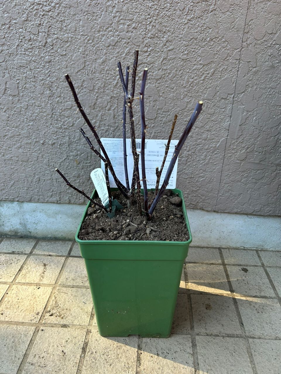 スーザンウィリアムズエリス冬大苗の購入