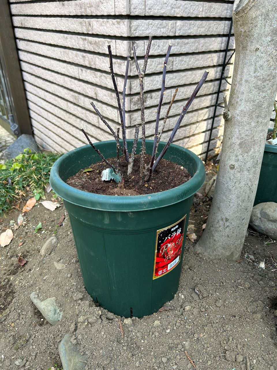 スーザンウィリアムズエリス冬大苗の鉢増し