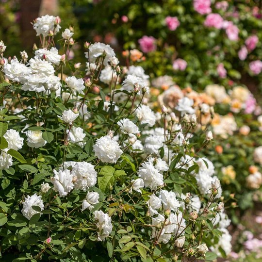 スーザンウィリアムズエリス