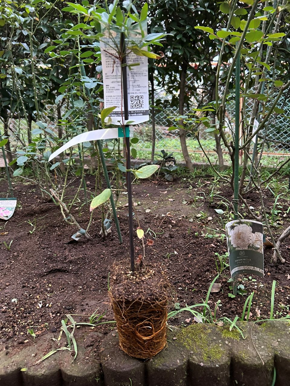 アフロディーテ・エレガフミナ冬苗購入