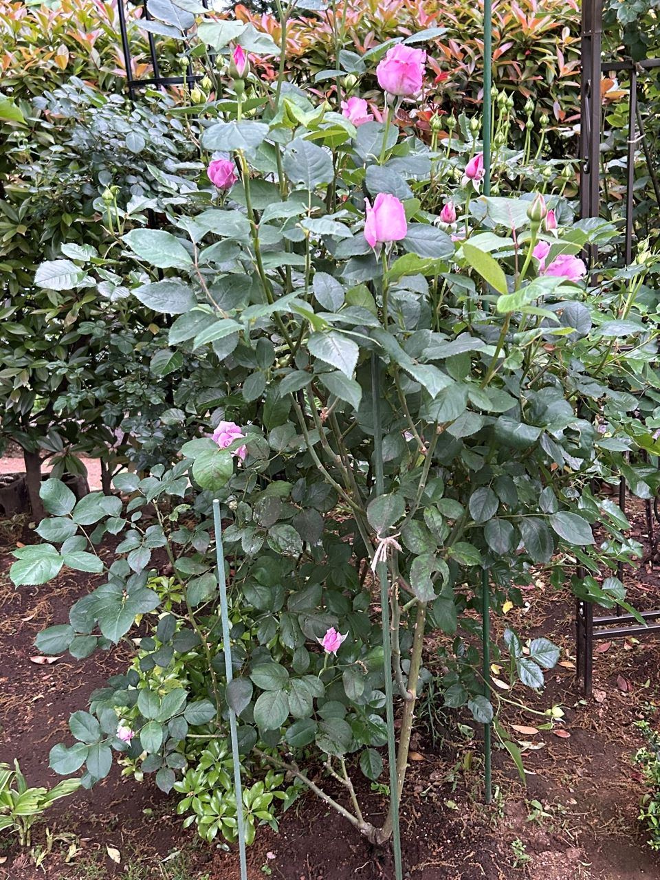 ブルームーン秋苗の１年半後-2