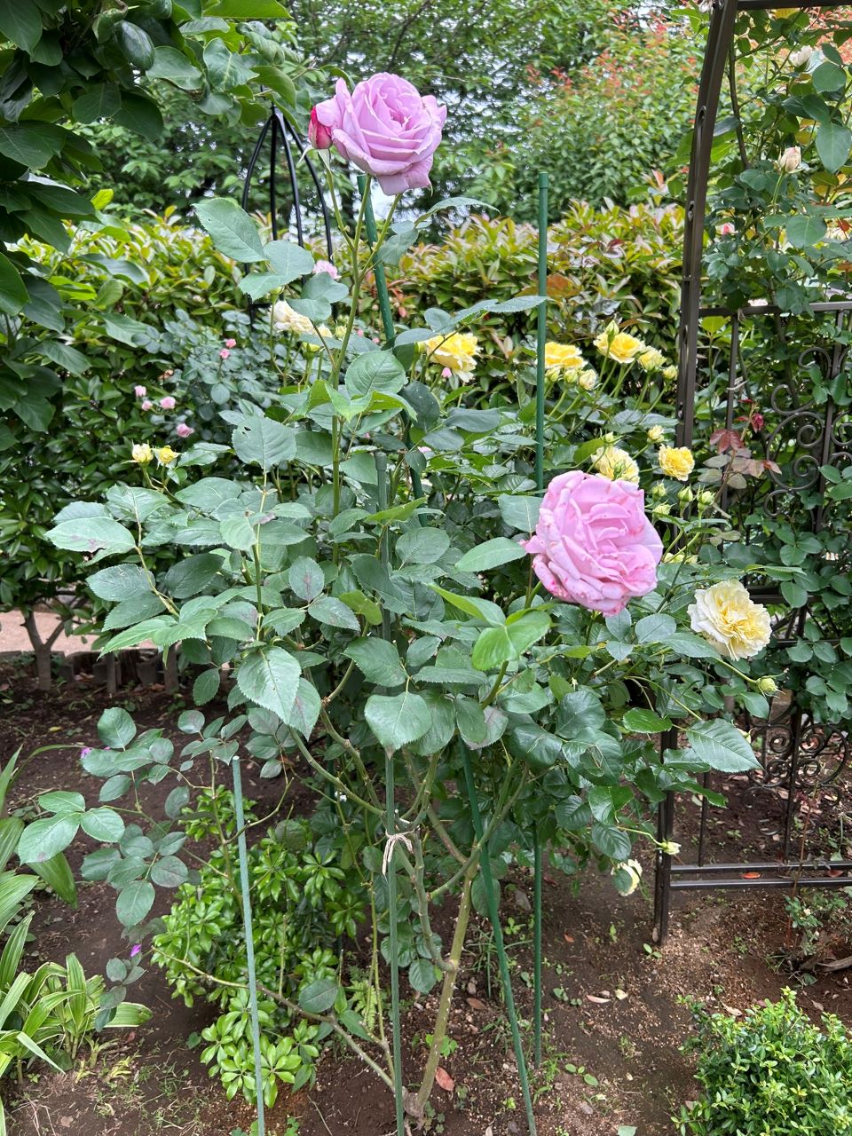 ブルームーン秋苗の１年半後-3