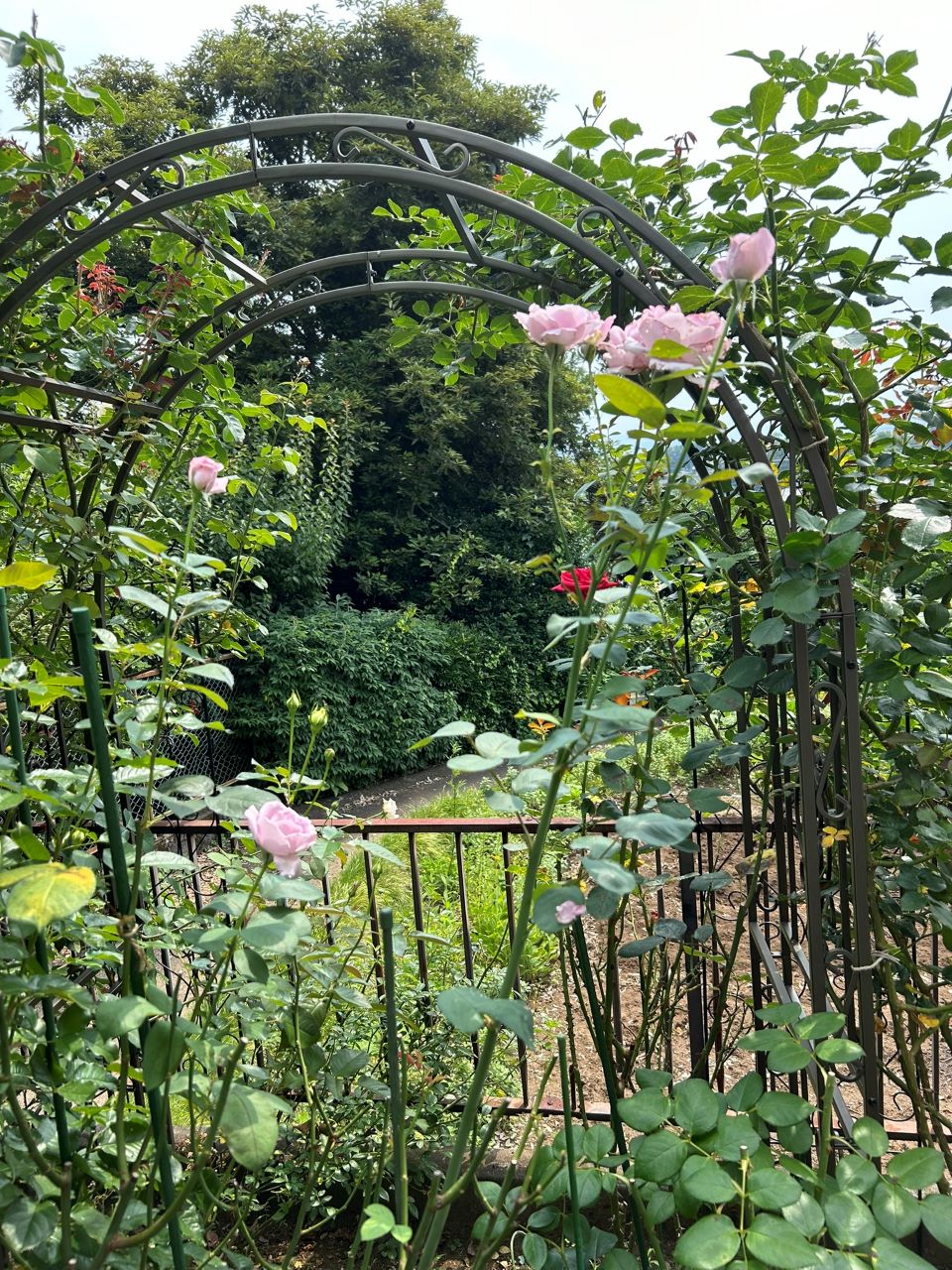 ブルームーン秋苗の１年半後-4